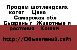 Продам шотландских котят  › Цена ­ 1 500 - Самарская обл., Сызрань г. Животные и растения » Кошки   